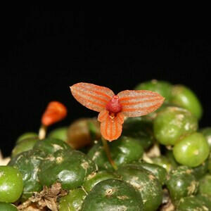 Bulbophyllum moniliforme