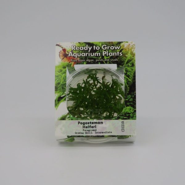 Ready to Grow - Pogostemon helferi