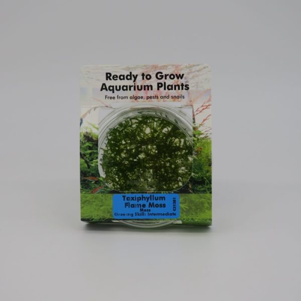 Ready to Grow - Taxiphyllum sp. (Flame Moss)