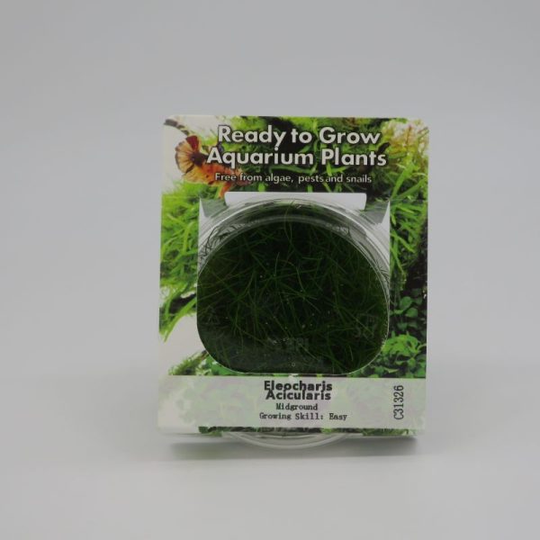 Ready to Grow - Eleocharis acicularis