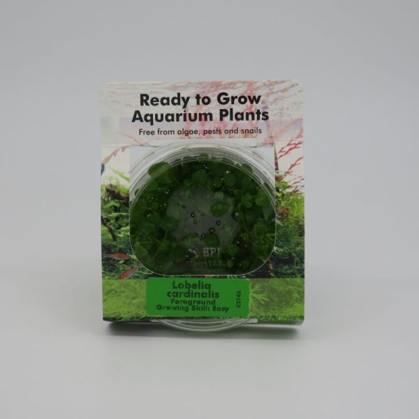 Ready to Grow - Lobelia cardinalis