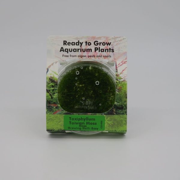 Ready to Grow - Taxiphyllum Taiwan Moss