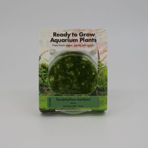 Ready to Grow - Taxiphyllum barbieri IN-VITRO