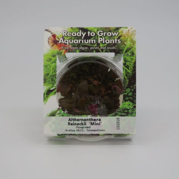 Ready to Grow - Alternanthera reineckii 'Mini'