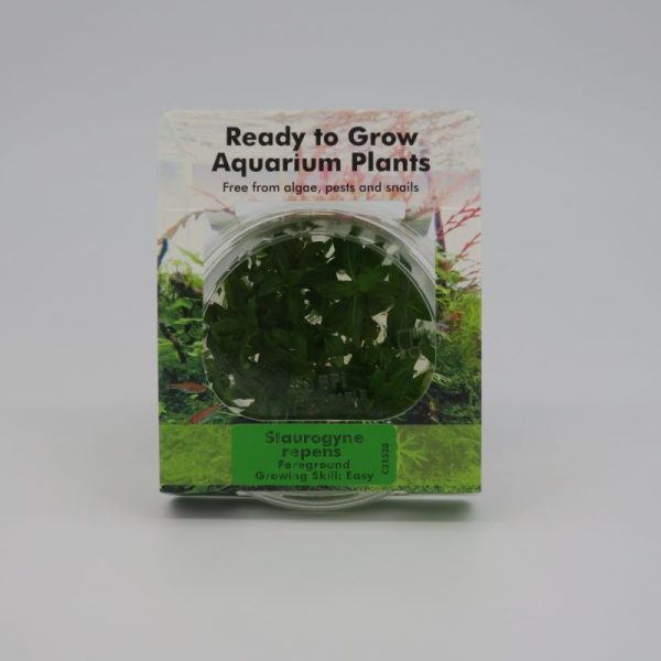 Ready to Grow - Staurogyne repens