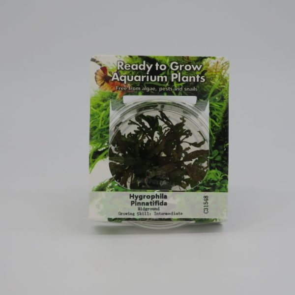 Ready to Grow - Hygrophila pinnatifida