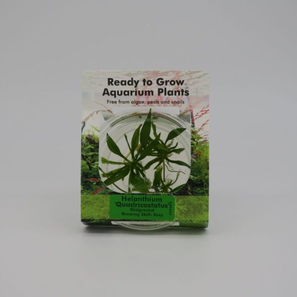 Ready to Grow - Helanthium 'Quadricostatus'