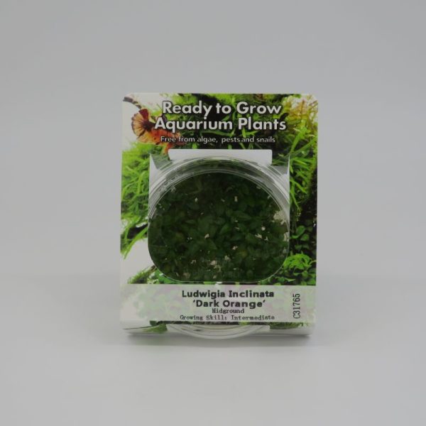 Ready to Grow - Ludwigia Inclinata Dark Orange