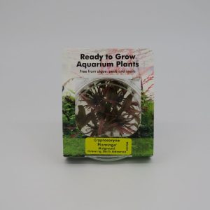Ready to Grow - Cryptocoryne flamingo IN-VITRO