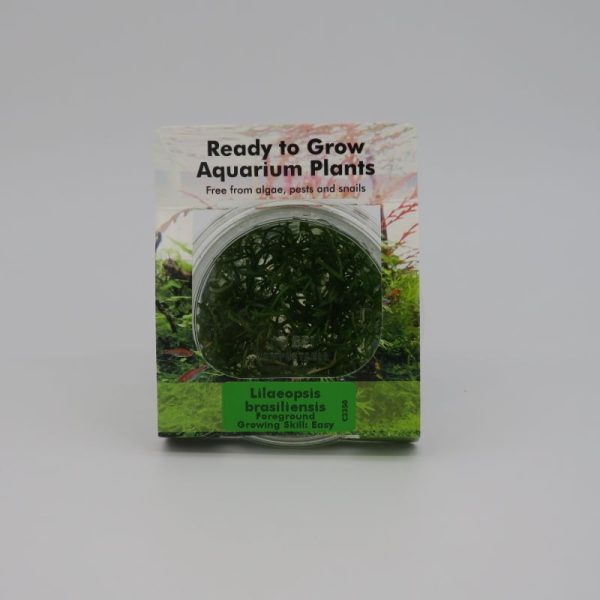 Ready to Grow - Lilaeopsis brasiliensis