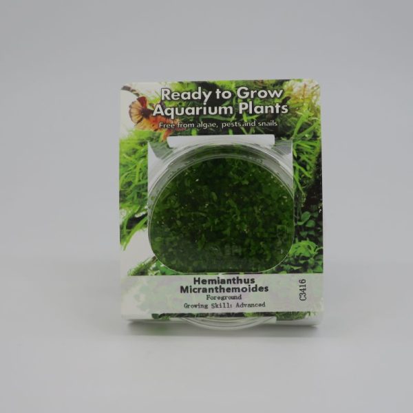 Ready to Grow - Hemianthus micranthemoides