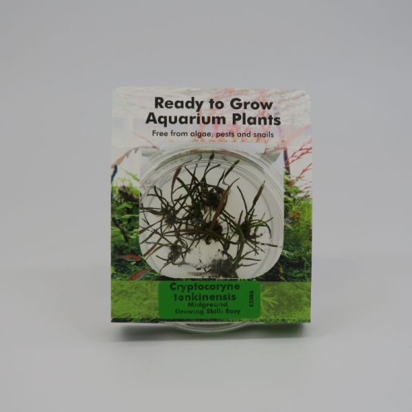 Ready to Grow - Cryptocoryne tonkinensis
