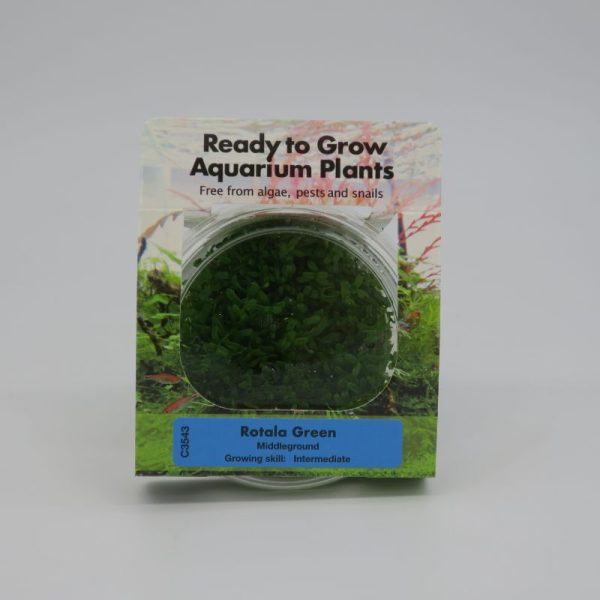 Ready to Grow - Rotala Green