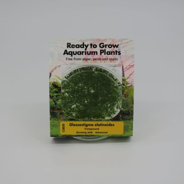 Ready to Grow - Glossostigma elatinoides