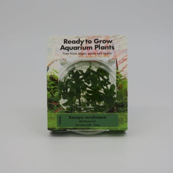 Ready to Grow - Bacopa caroliniana
