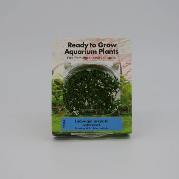 Ready to Grow - Ludwigia arcuata