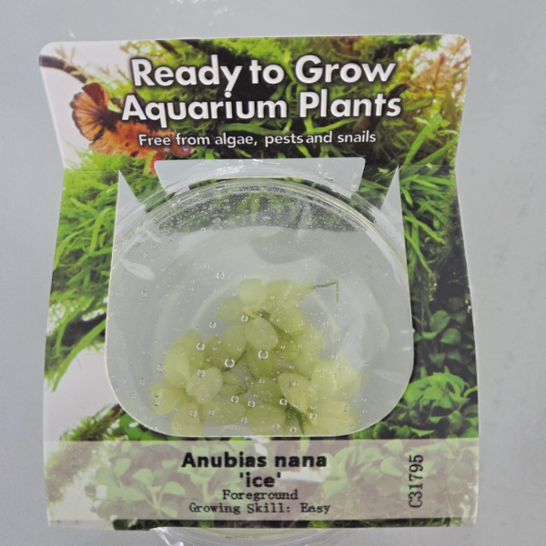 Ready to Grow - Anubias nana 'ice' TC