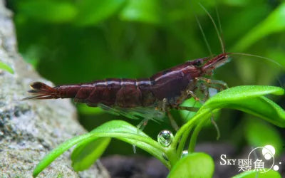 Skyfish  -Neocaridina davidi 'Black Chocolate' (Black Chocolate Shrimp)
