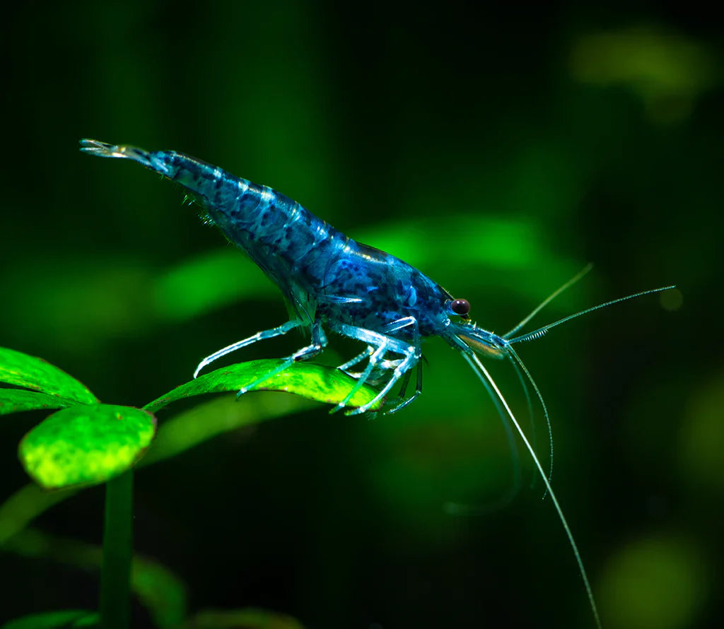 Classic Neocaridina -Taiwan