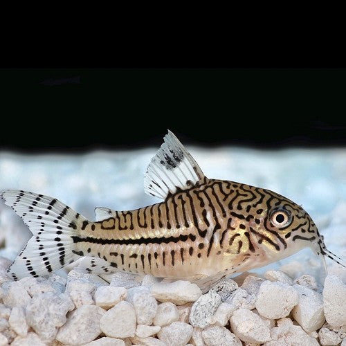 Corydoras Trilineatus (Three Stripe Corydoras)