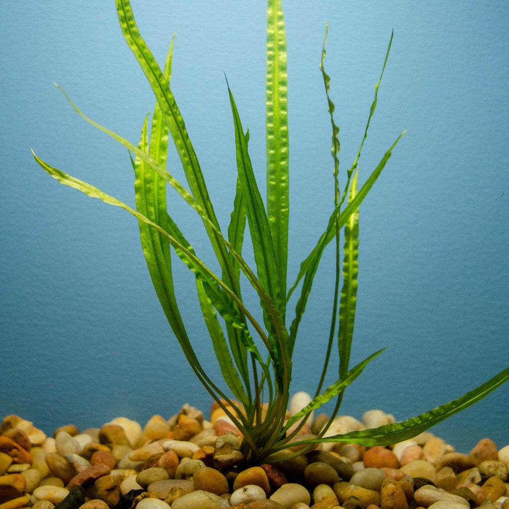 Cryptocoryne balansae