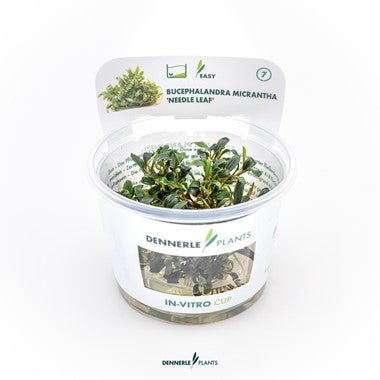 Dennerle - Bucephalandra micrantha 'Needle Leaf'