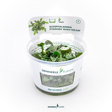 Dennerle - Bucephalandra pygmaea 'Bukit Kelam'