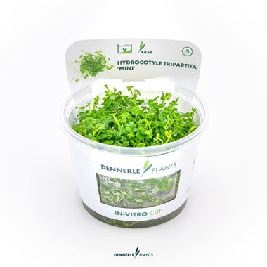 Dennerle - Hydrocotyle tripartita 'mini'