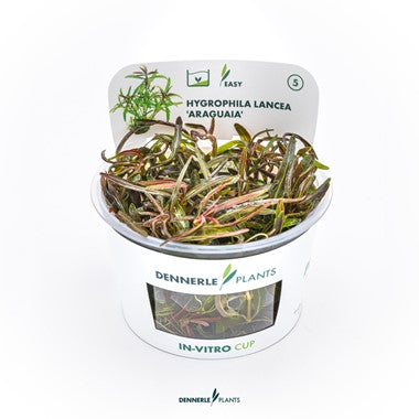 Dennerle - Hygrophila lancea 'Araguaia'