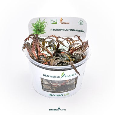 Dennerle - Hygrophila pinnatifida