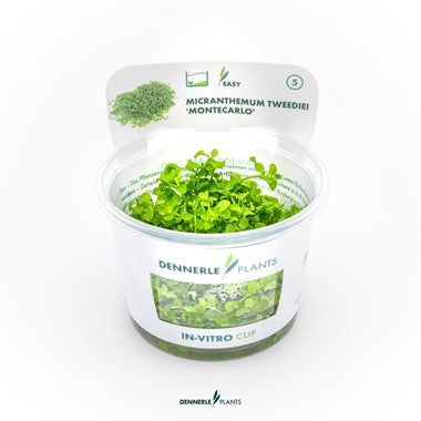 Dennerle - Micranthemum tweediei 'Montecarlo'