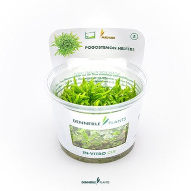Dennerle - Pogostemon helferi