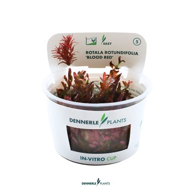 Dennerle - Rotala rotundifolia 'Blood Red'