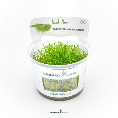 Dennerle - Taxiphyllum barbieri 'Java Moss'