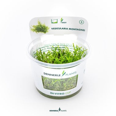 Dennerle - Vesicularia montagnei "Christmass moss'