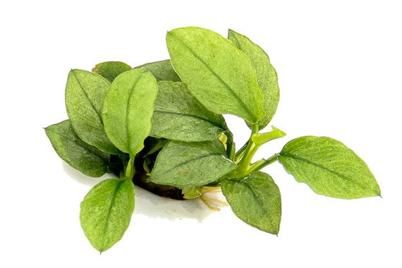 Baka - Anubias nana 'Jade'