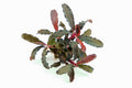 Sticky Image