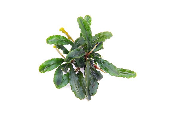 Dennerle - Bucephalandra pygmaea 'Bukit Kelam'