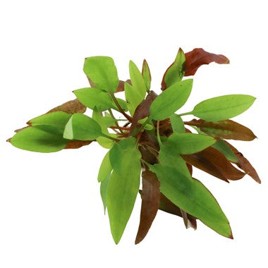 Dennerle - Cryptocoryne affinis 'Dark Orange'