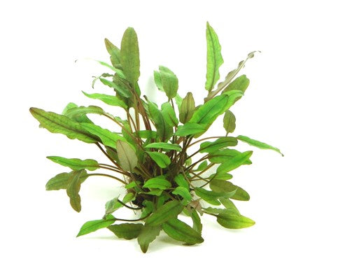 Dennerle - Cryptocoryne becketii