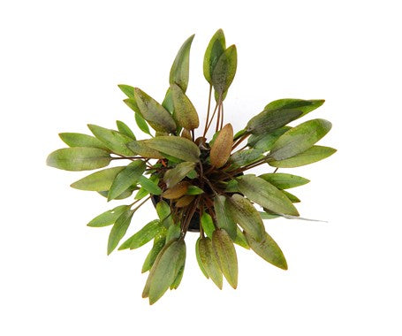 Dennerle - Cryptocoryne wendtii 'Compact'