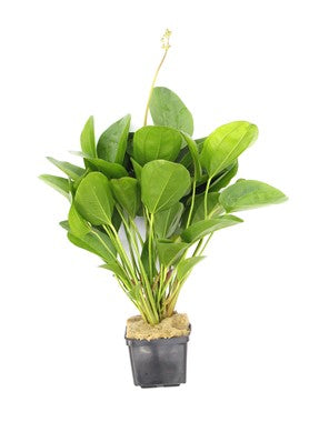 Dennerle - Echinodorus 'Small Bear'