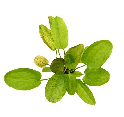 Dennerle - Echinodorus 'Spotted Harbich'