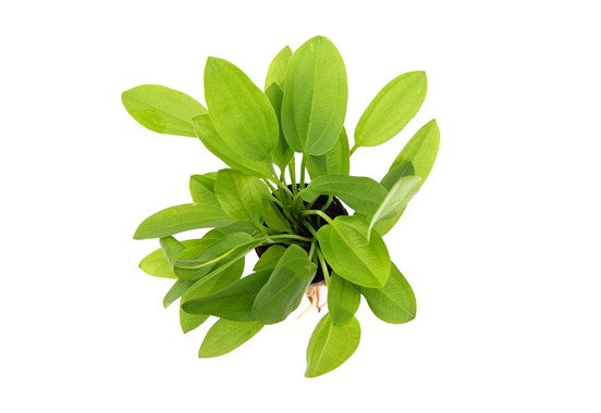 Dennerle - Echinodorus cordifolius 'Mini'