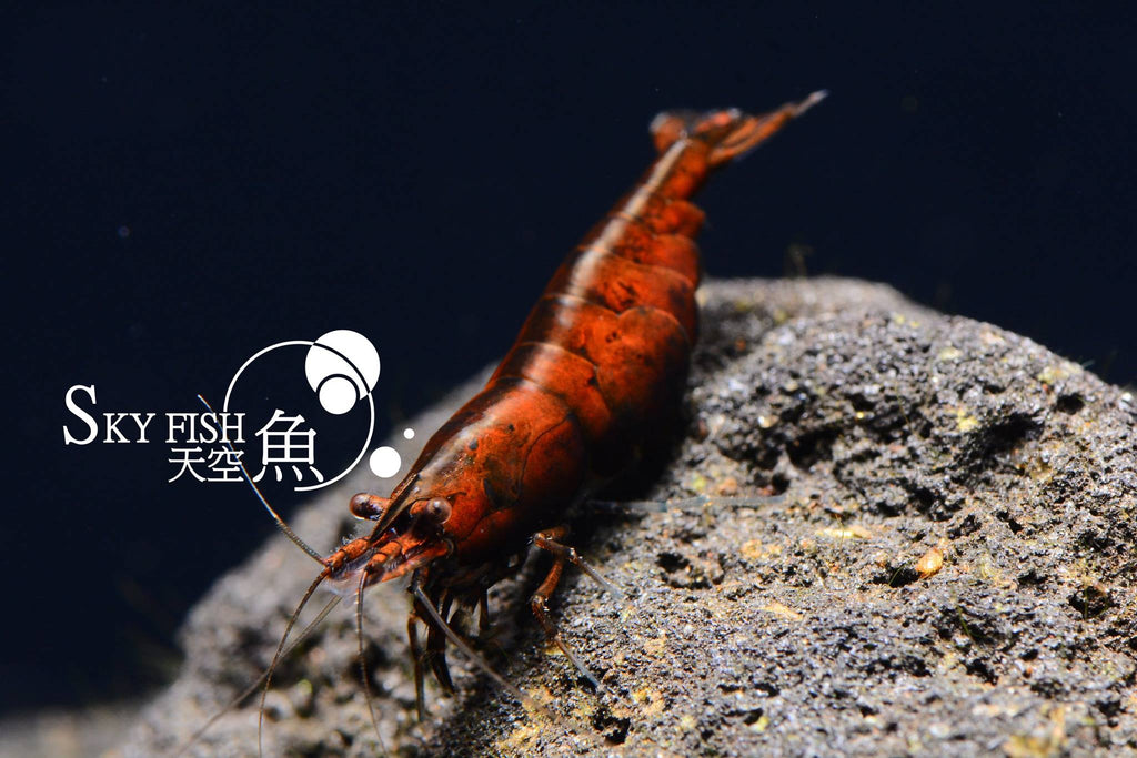 Skyfish - Neocaridina davidi 'Red Onyx' (Red Onyx Shrimp)