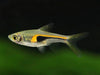 Trigonostigma hengeli (Glowlight Rasbora)