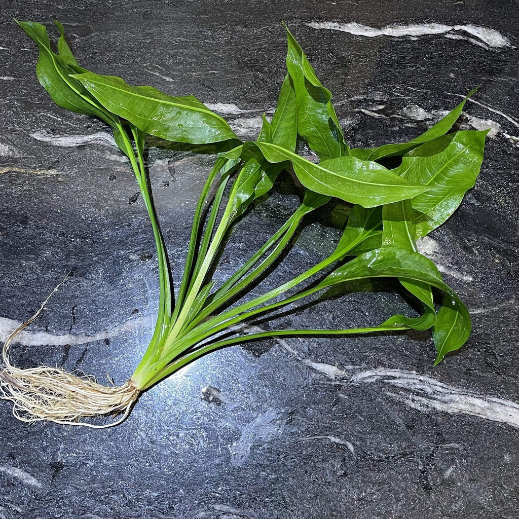 Echinodorus paniculatus