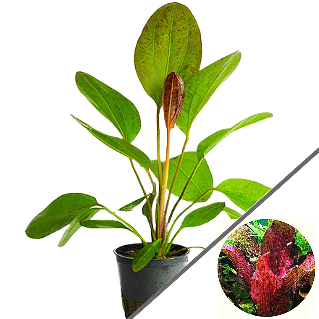 Stoffels - Echinodorus 'Paul Kloecker