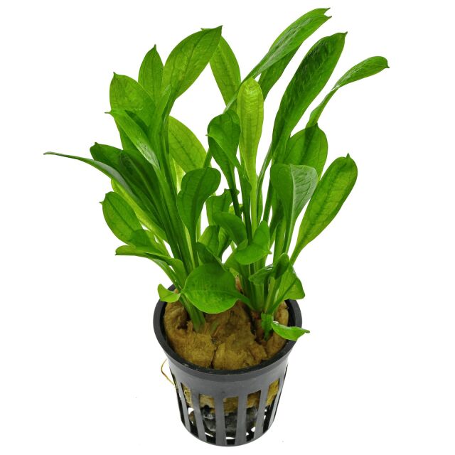 Echinodorus decumbens