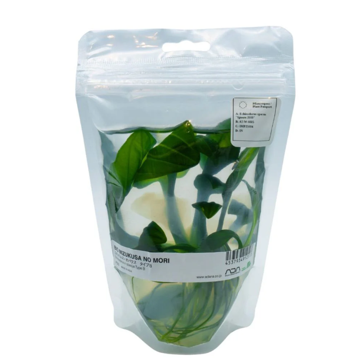 ADA - Echinodorus opacus 'iguazu 2009'